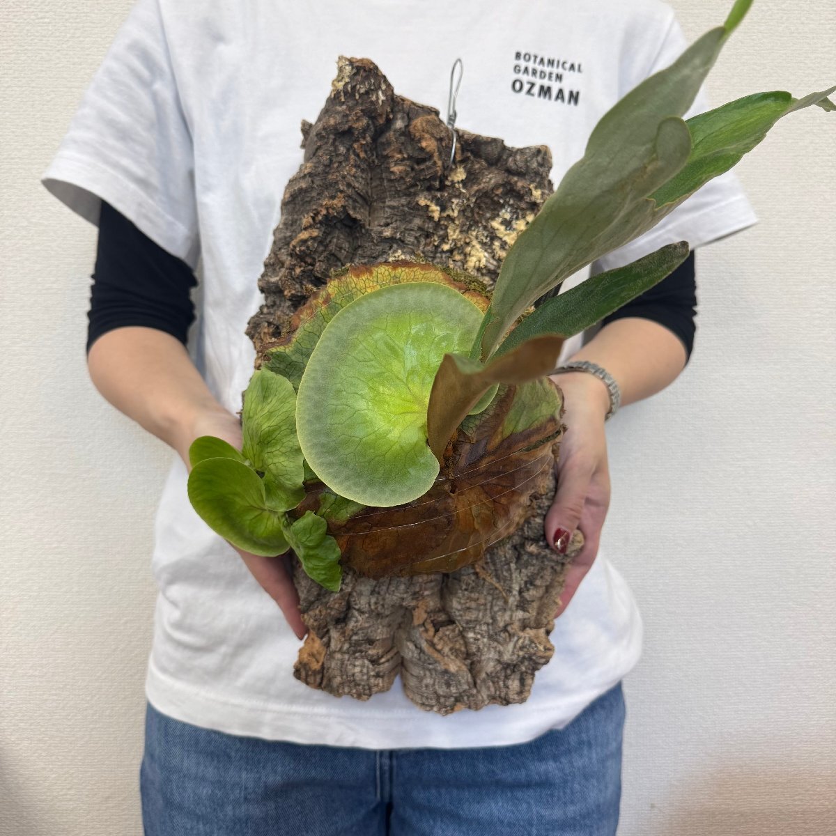 レトロARCTICA カクテル 時計、宝酒造、宮沢りえ レトロARCTICA カクテル 時計、宝酒造、宮沢りえ 宮沢りえを