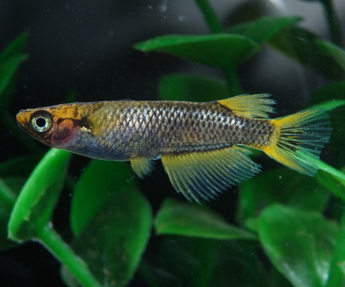 ◆めだかの心◆　特選　～頂ヒカリ　若魚～　【雄1雌1】