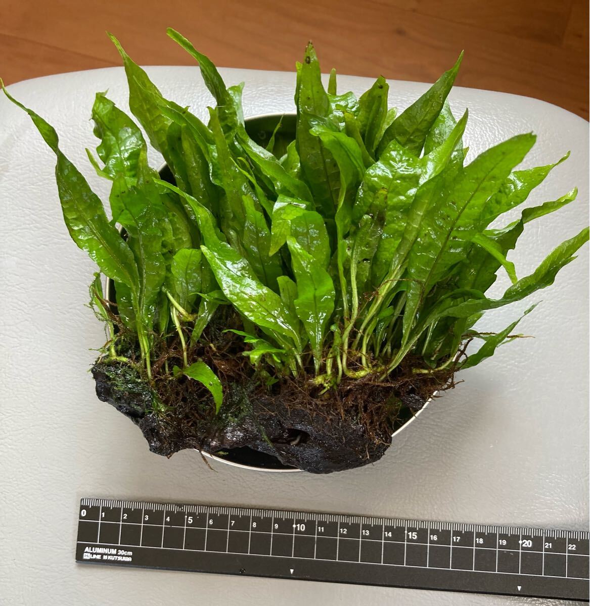 ◆Grass Gate◆ミクロソリウムｓｐ． Sokang 大株◆ ◇Grass Gate◇ミクロソリウムｓｐ．カプアスナロー 溶岩石