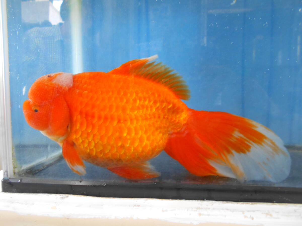 四国オランダ　２歳19センチ 四国オランダ 2歳19センチ