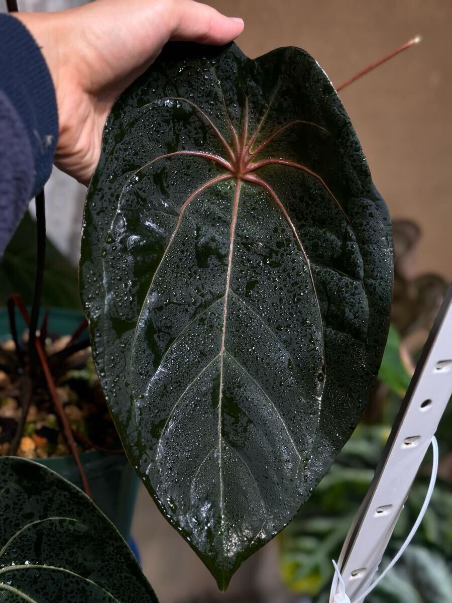 Anthurium besseae red veins no.1 夏用梱包 Anthurium besseae