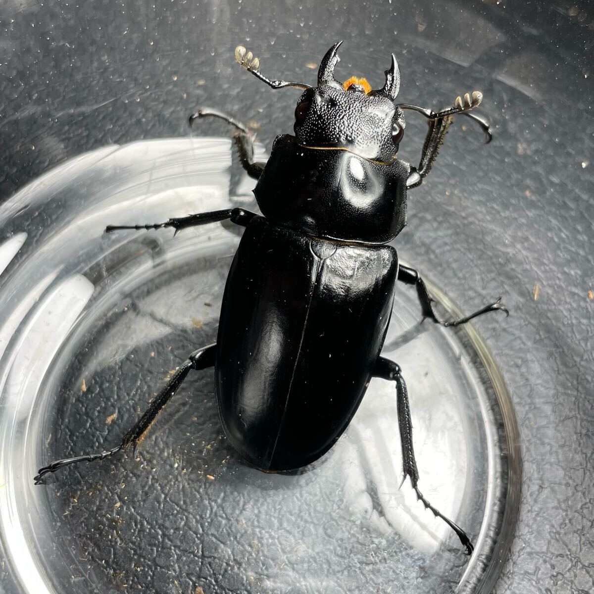 廃盤 希少 リヤドロ バルコ デ フローレス 小舟いっぱいにあふれる花々