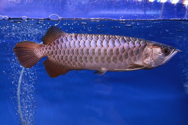 鯉子・鯉仔　２～３センチ　1キロ販売　活き餌【広島】 | 下総ファーム活エサ鯉仔選別落ち Sサイズ 10匹 4㎝-5