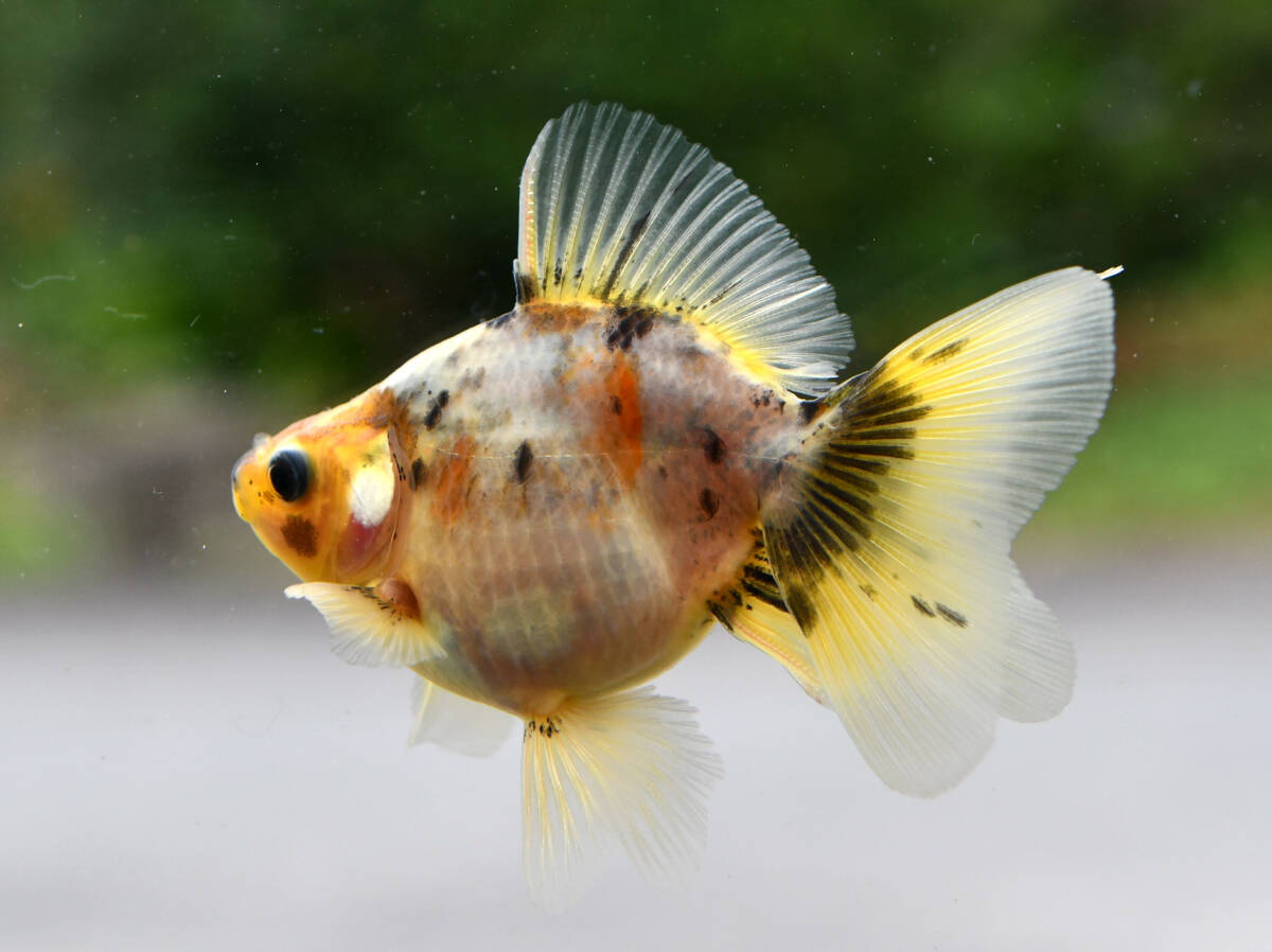 【未使用】【克丸】(自家生産)東海錦 未調色 当歳魚 5.5㎝ 雌 ⑤の落札情報詳細 - Yahoo!オークション落札価格検索 オークフリー
