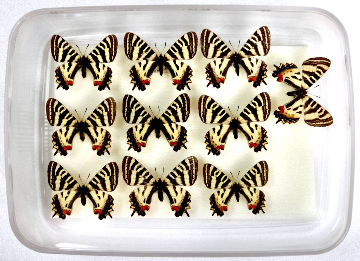 目立った傷や汚れなし】ギフチョウ ヒメギフチョウ 標本 蝶 ドイツ箱