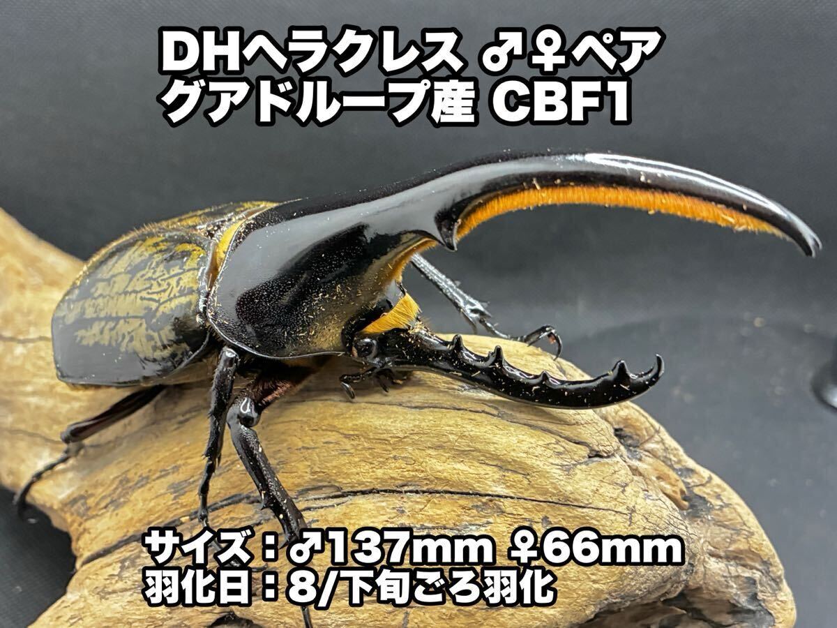 極太極短】C68 メテオ ヘラクレスオオカブト 初令幼虫3頭セット＊極太