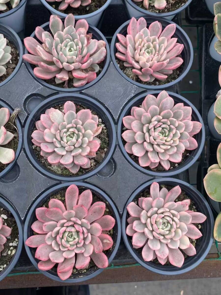 多肉植物 アエオニウム」の直近30日のオークション落札価格一覧