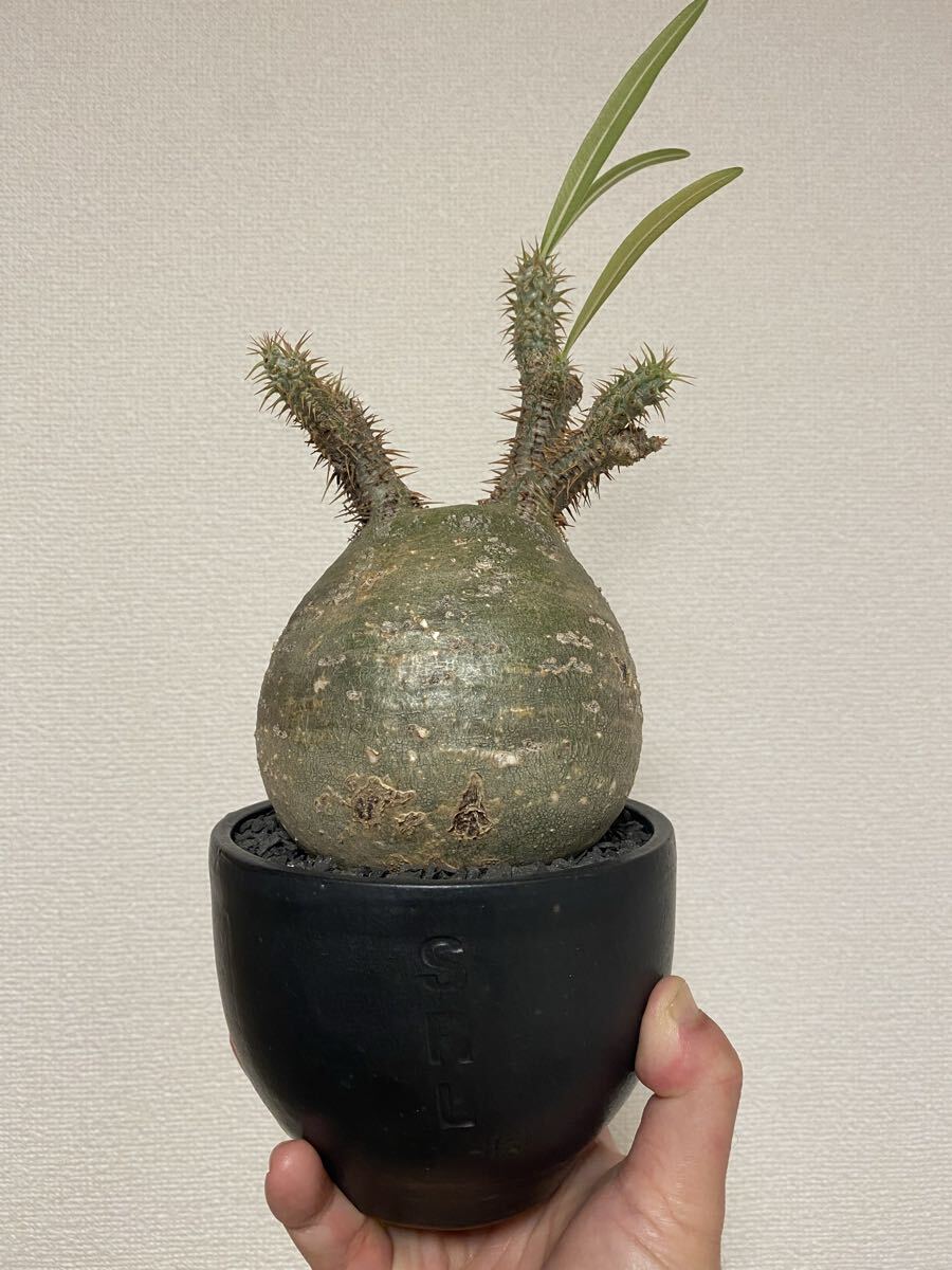 カタチ製作所 Mederu pot 鉢 ポット 検索:raw life factory invisible