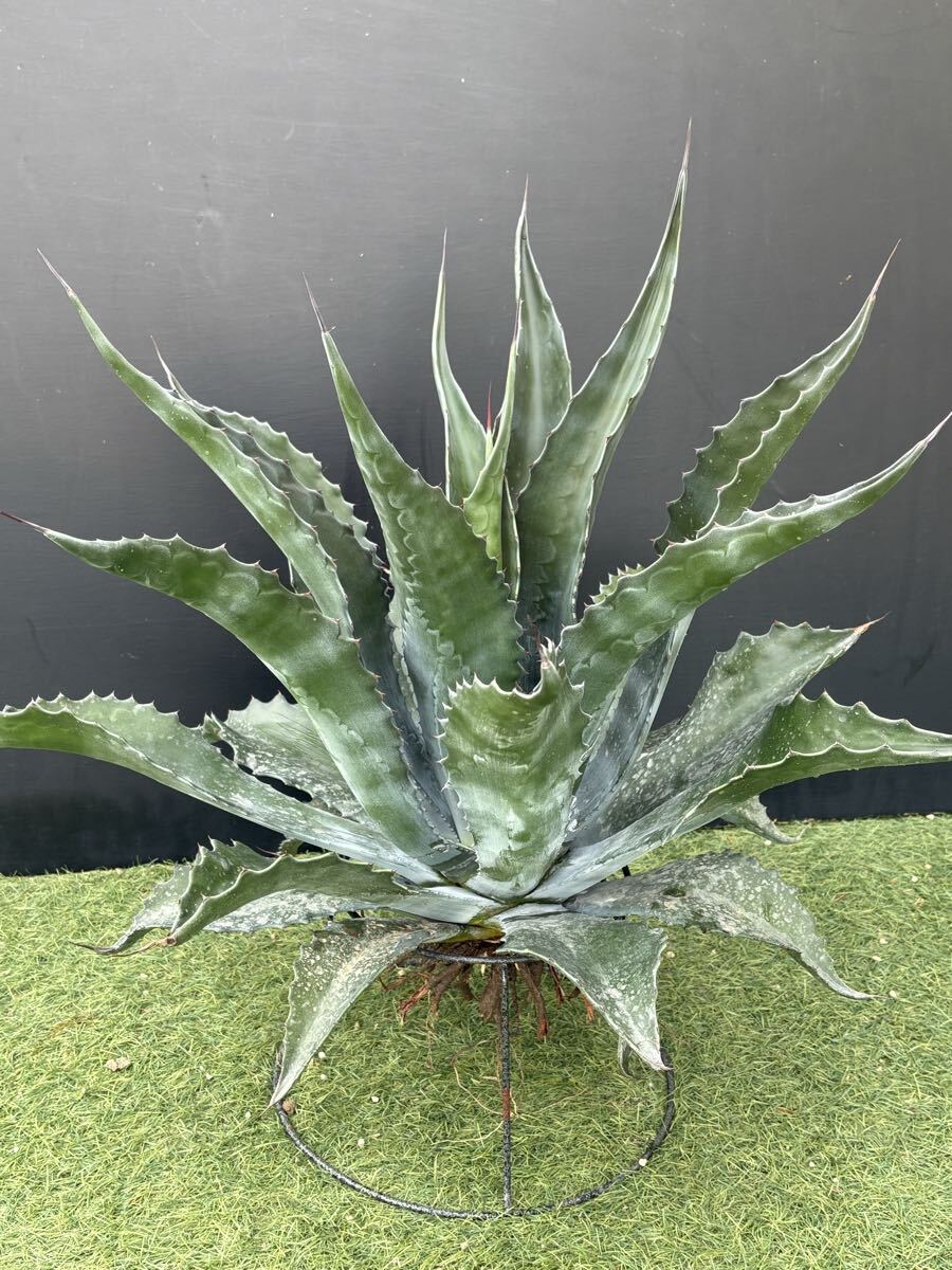 中古】アガベ サルミアナ フェロックス 大株 Agave salmiana v.feroxの