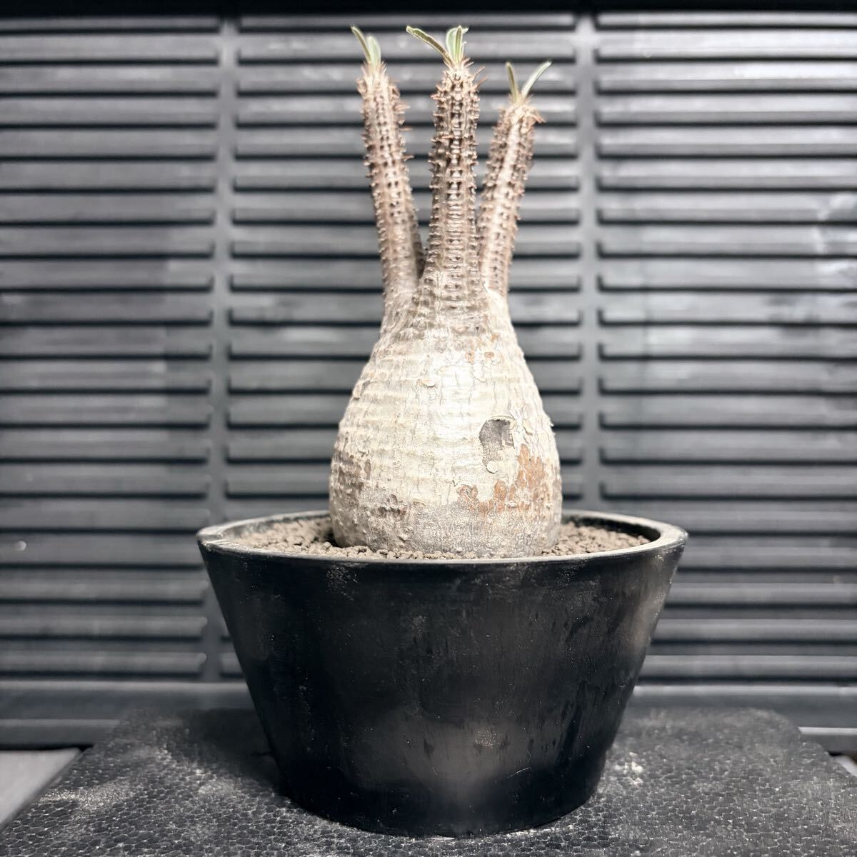 新品】Pachypodium decaryi パキポディウム デカリー 多肉植物