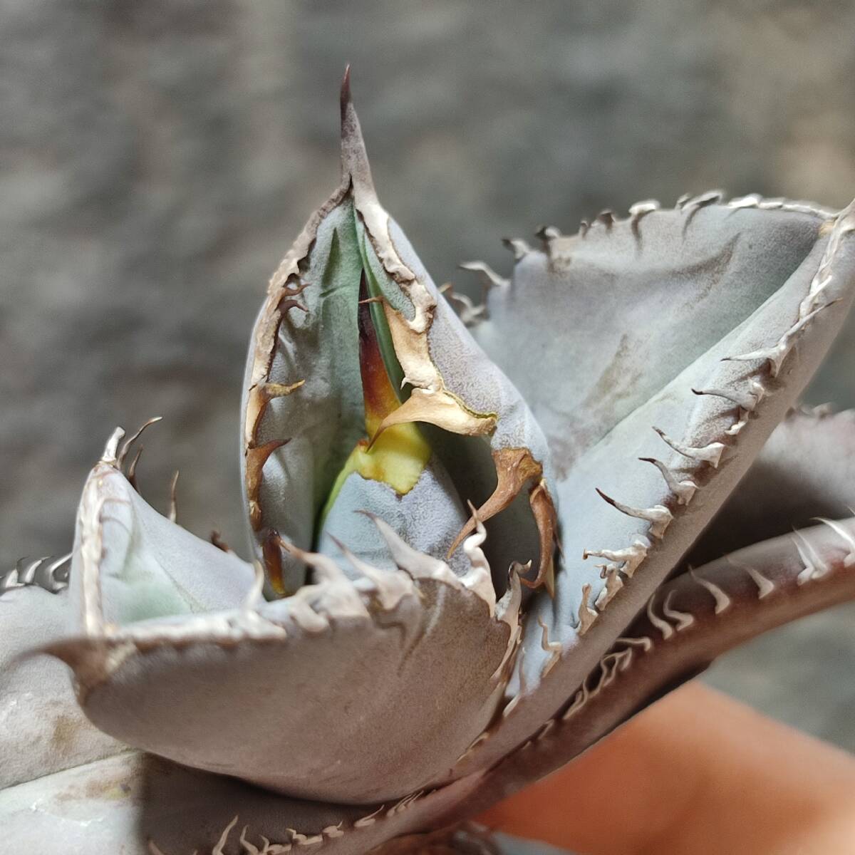 特選PUP 狂刺 アガベ チタノタ FO-076 agave titanota 多肉植物 夕映