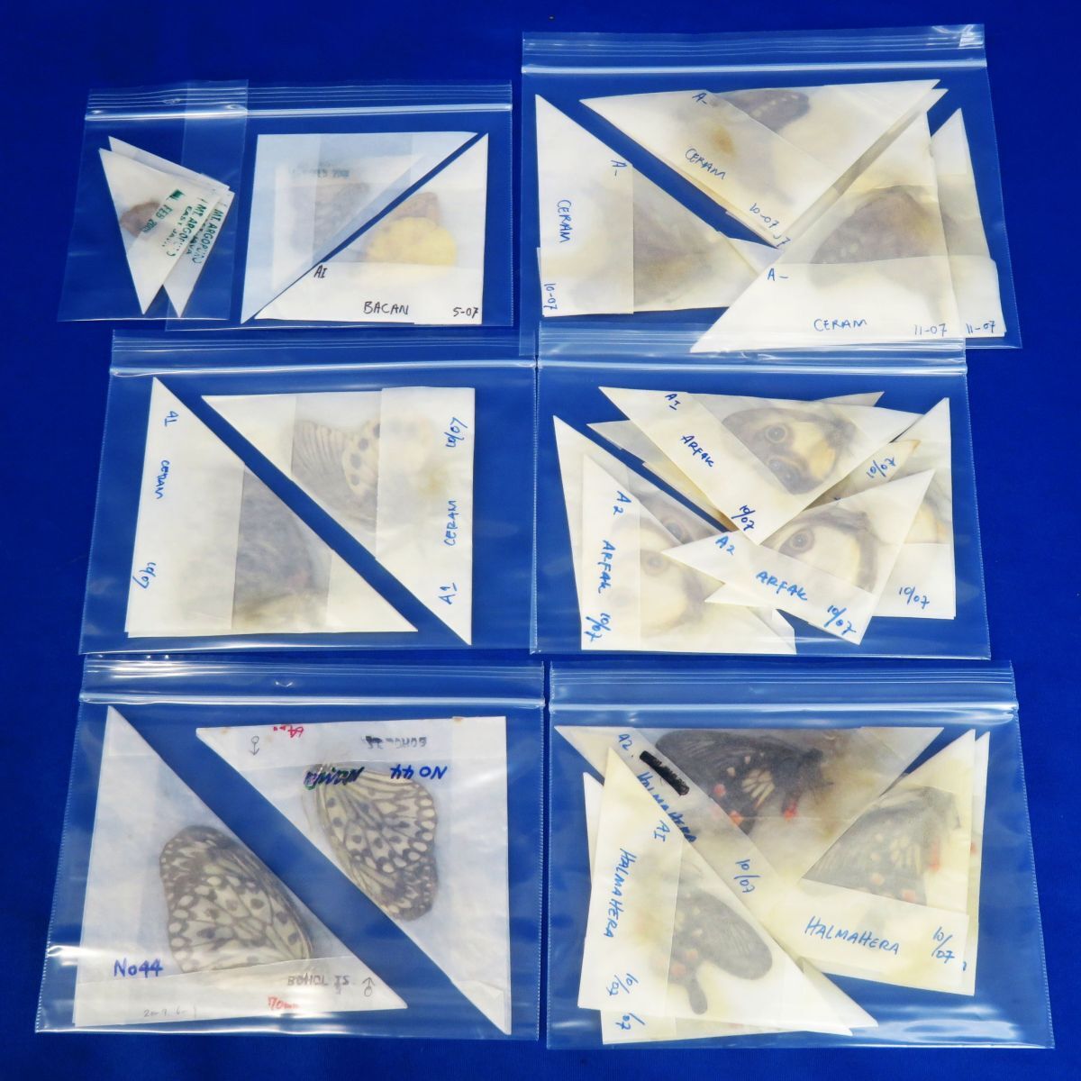 中古】外国産蝶標本 ナガサキアゲハ（白化） A♀ シンケップ島 産の