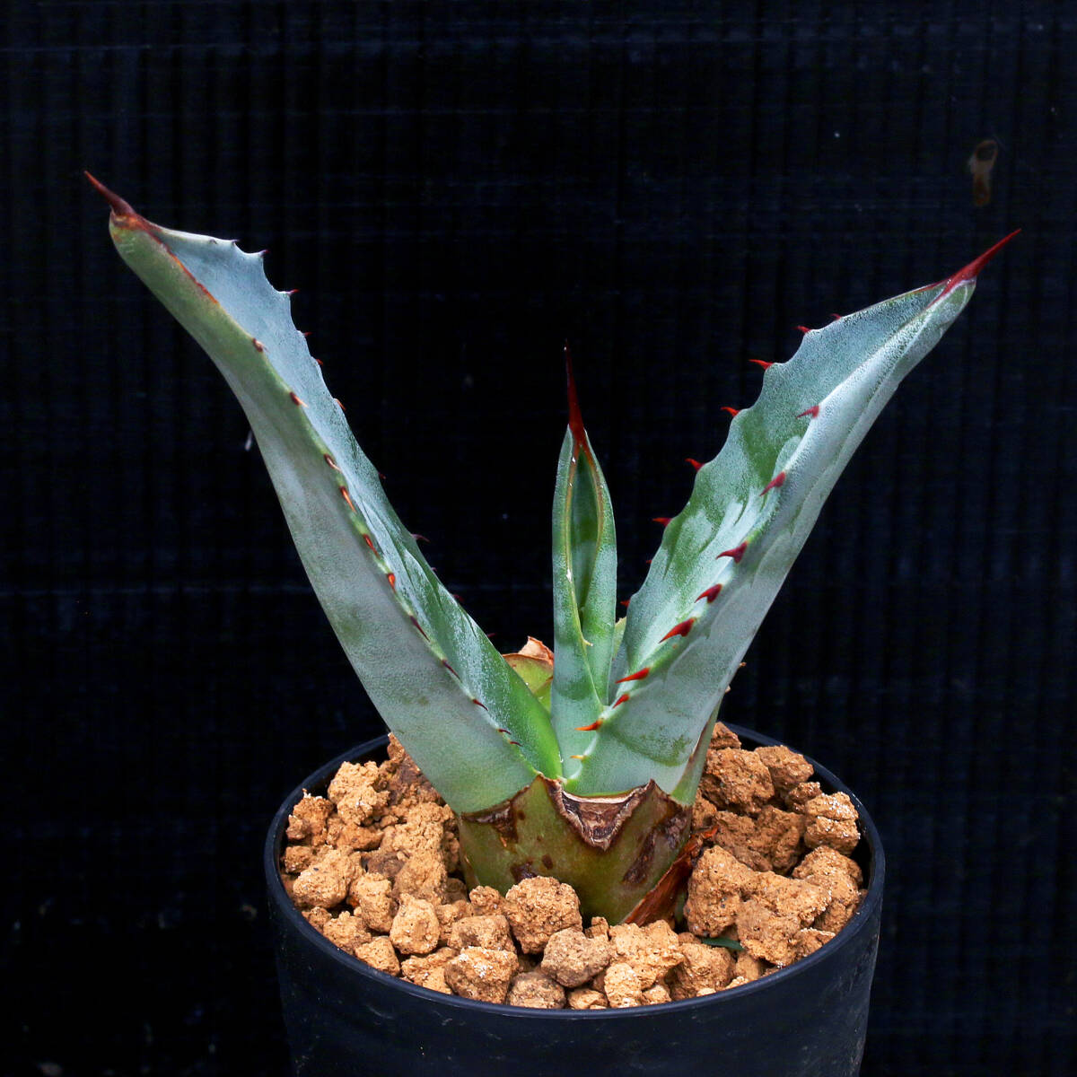 新品】1846アガベ.マピサガAgave mapisaga種子x5ブルー葉の巨大なレア 