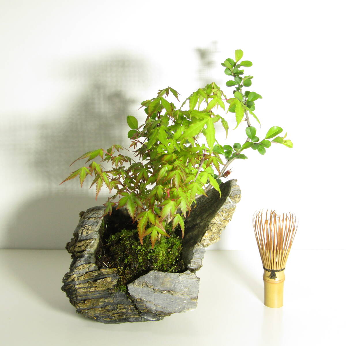 盆栽大品、山もみじ盆栽寄せ植えです！の落札情報詳細 - Yahoo