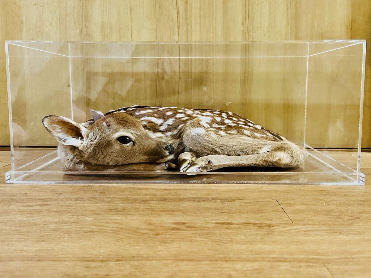 中古】鷹 剥製 ケース付 □の落札情報詳細 - Yahoo!オークション落札