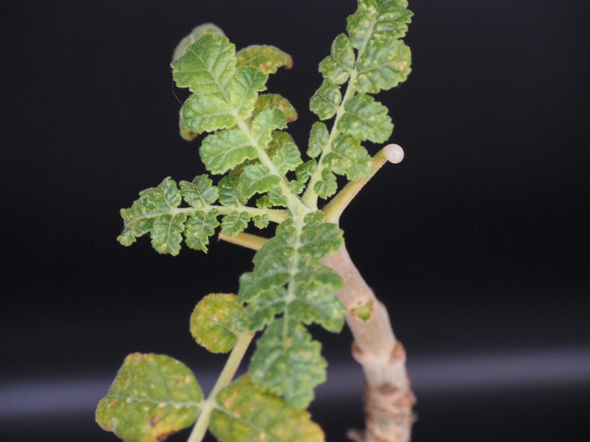 ☆ボスウェリア フレレアナ Boswellia frereana Somalia Puntland産