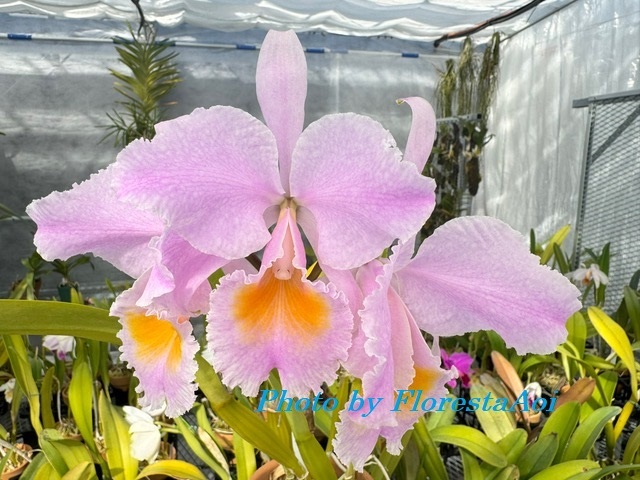 植物】洋蘭カトレア原種 MS-860 C. schroederae 'The Third' HCC/SVCN