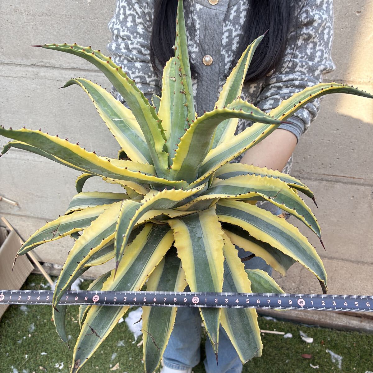 アオノリュウゼツラン ⑧ アガベ アメリカーナ カキ仔 竜舌蘭検索