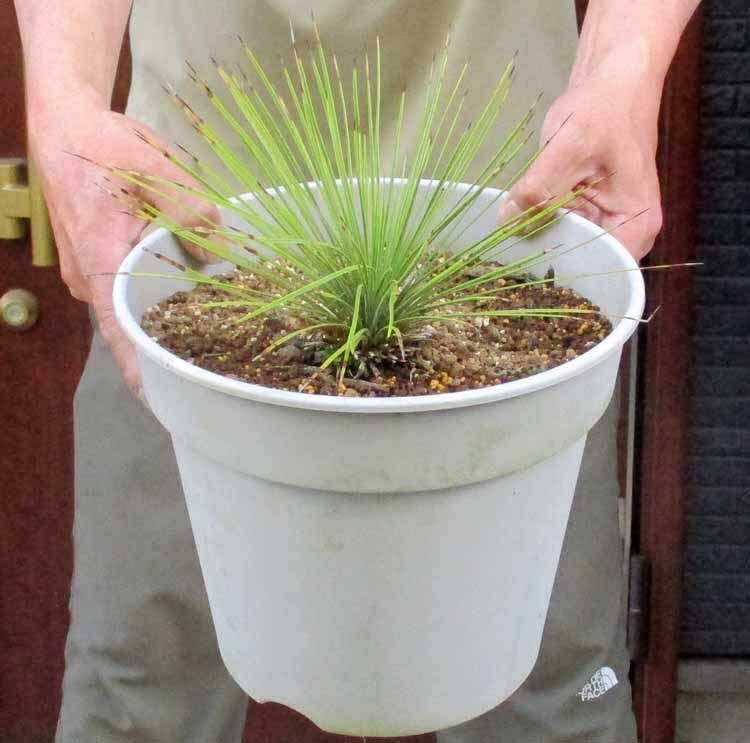 希少！ユッカ リネアリフォリア （Yucca linearifolia）リネアリス