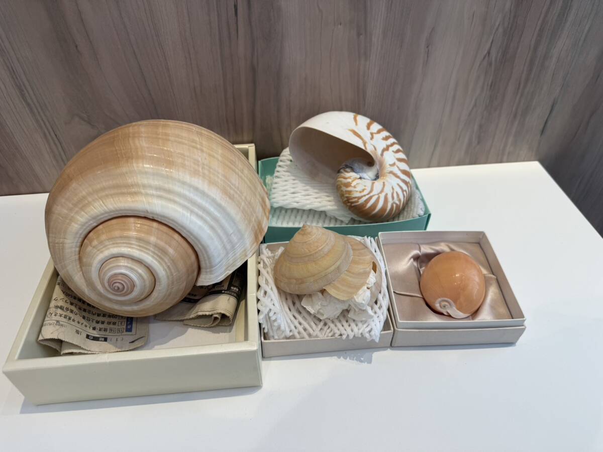 自然採取】◇沖縄天然貝殻 紫のタカラガイ 制作にどうぞ ②◇の落札