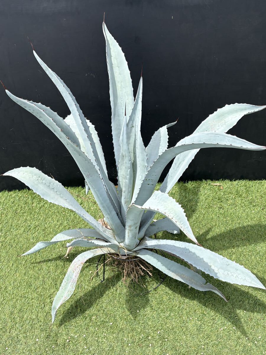 園芸素人栽培品】Agave franzosinii アガベフランゾシニー（小№2）ヽ