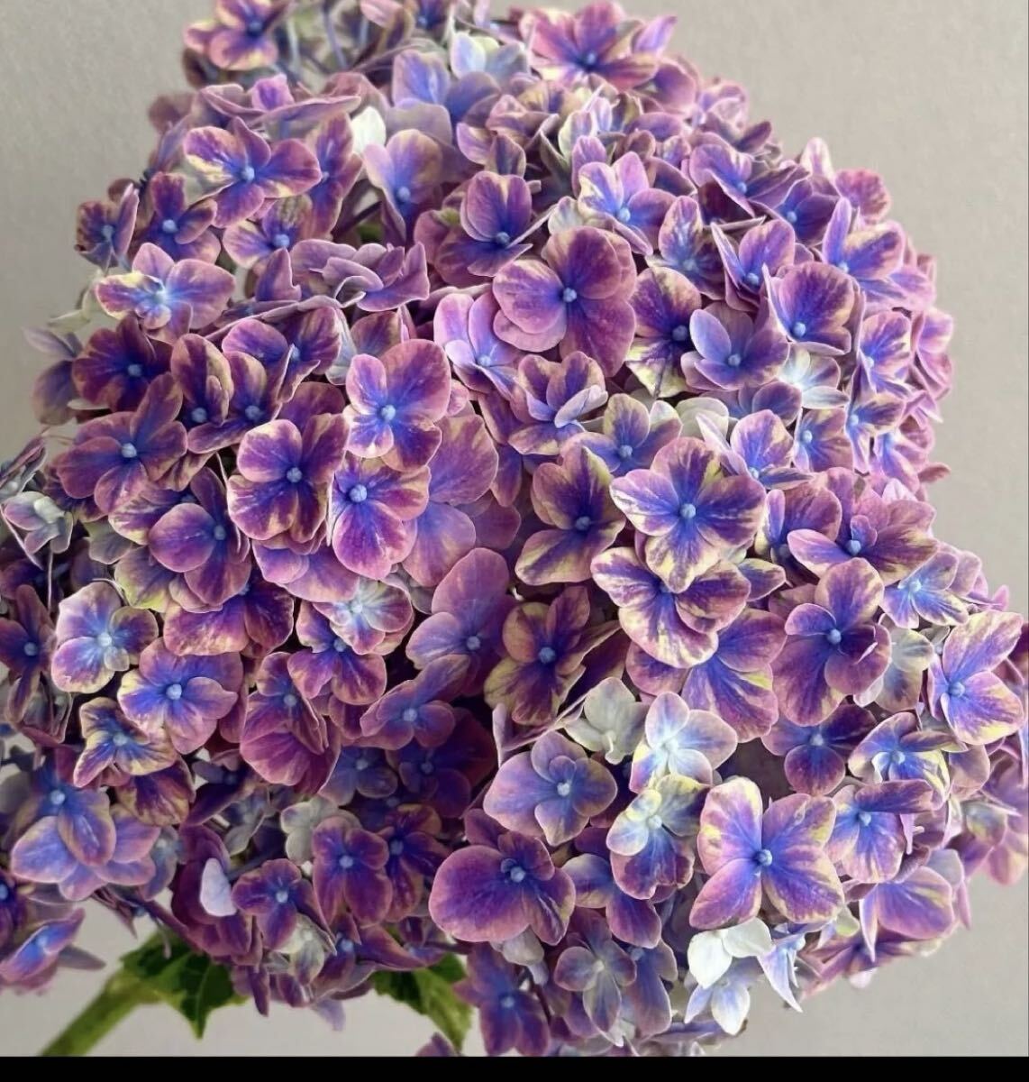 6)【掛軸】篁花 『八仙花』 肉筆 掛軸 日本画 共箱付 小倉篁花
