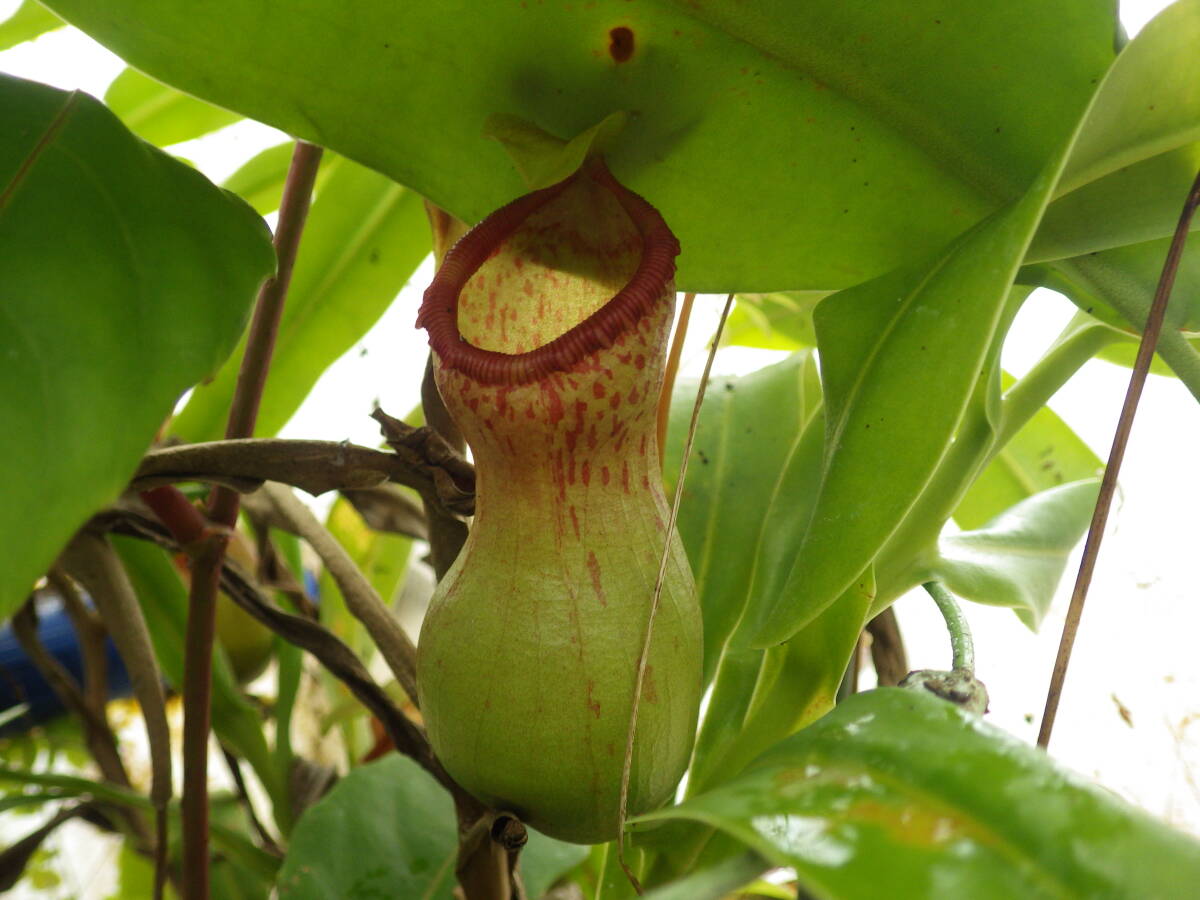 YFK2 食虫植物 Nepenthes ventricosa. Bicol, Luzon, Philippines.の 