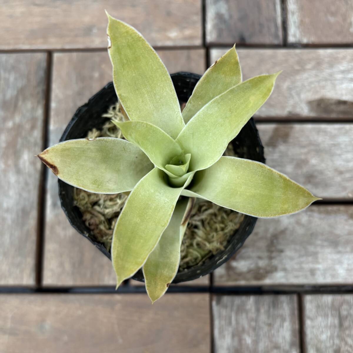 植物】Puya berteroniana プヤベルテロニアナ☆実生ミニ多肉植物の落札 