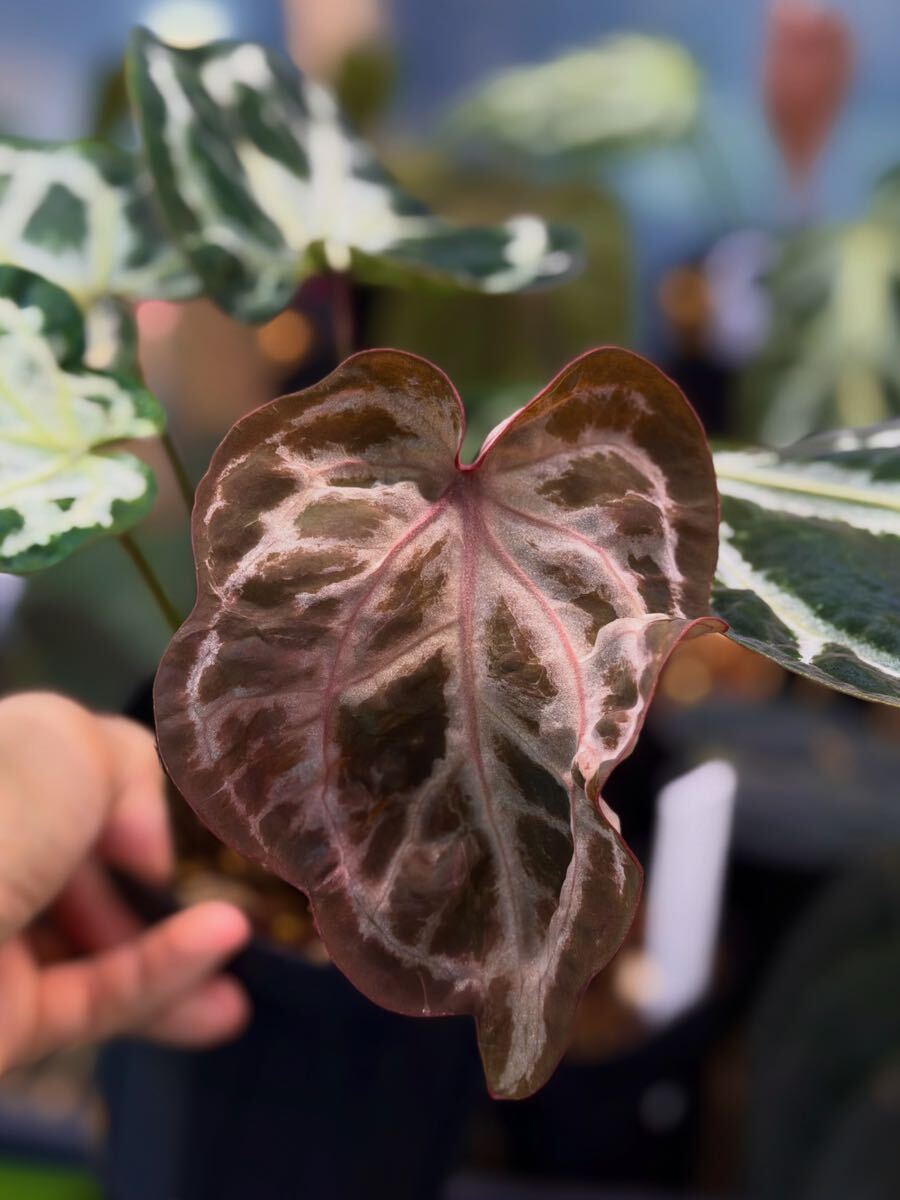 未使用に近い】Anthurium Redcrystallinum NSE self アンスリウム