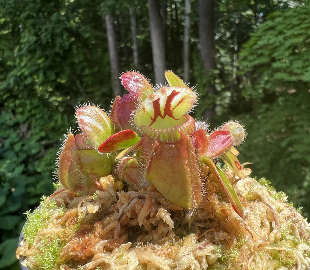 やや傷や汚れあり （詳細）】Cephalotus ”Eden black” Cedric