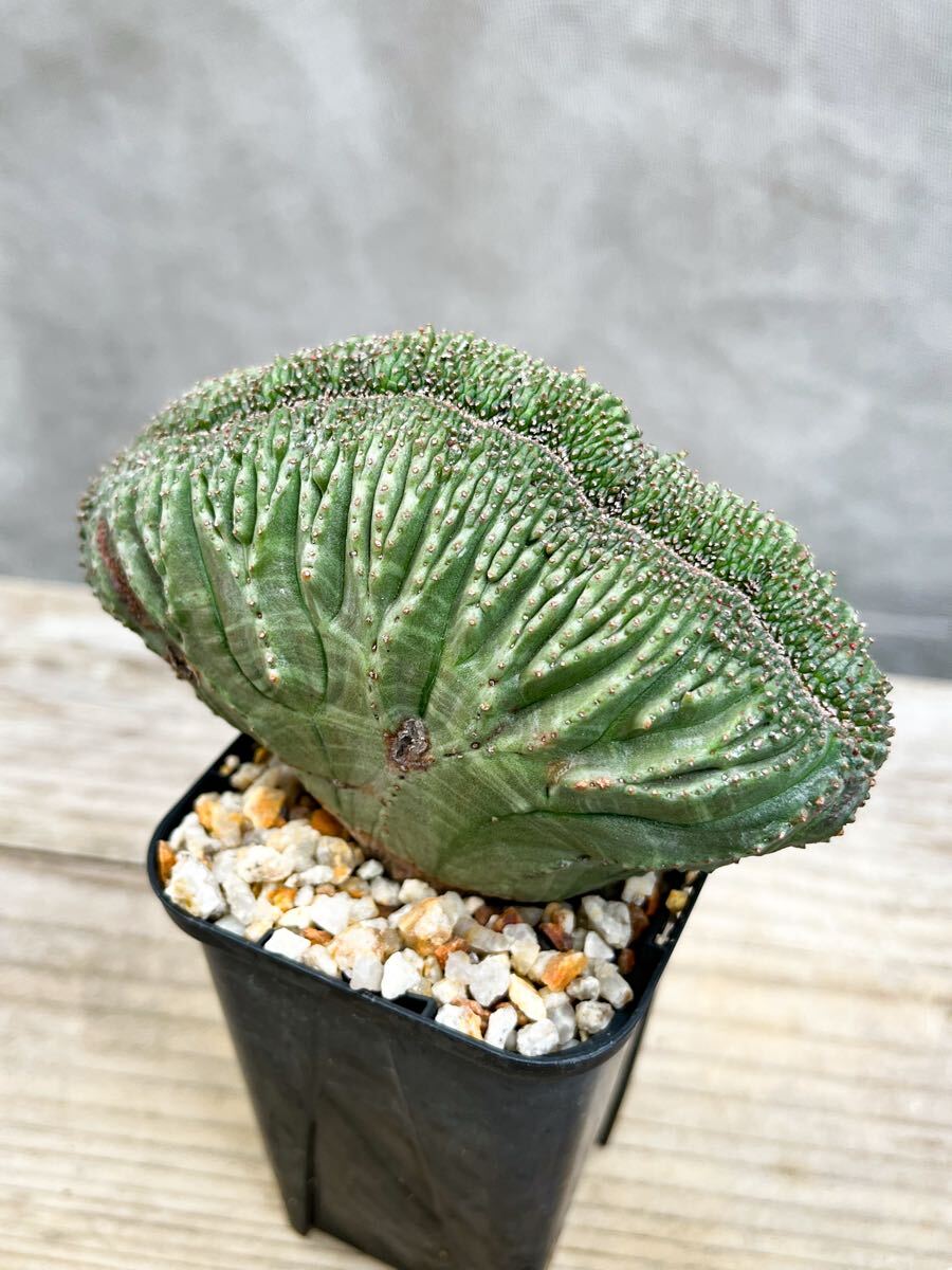 綴化株 ユーフォルビア オベサ Euphorbia obesa f. cristata 大株