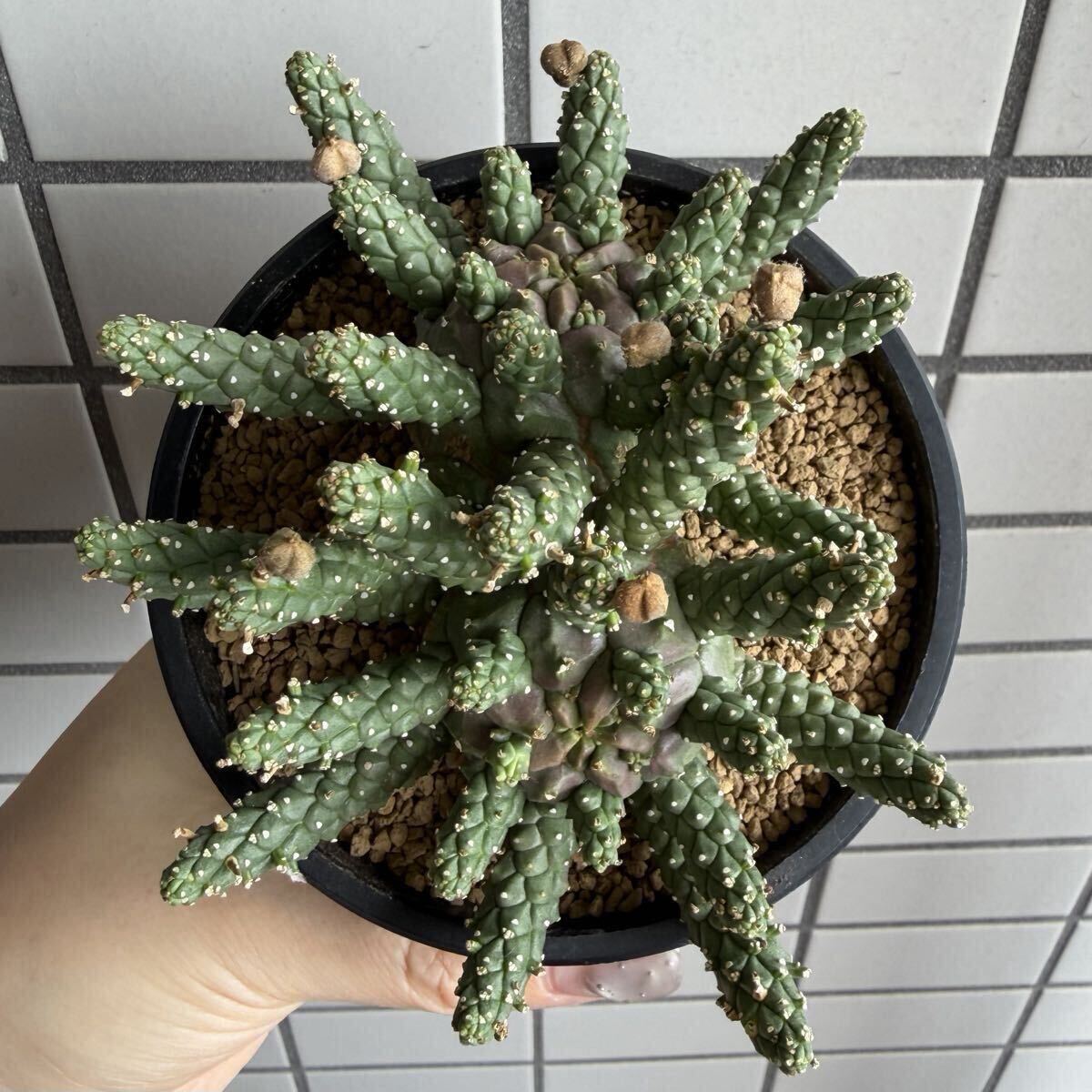 園芸用品 圭介窯 圭介鉢 鉢 タコモノ