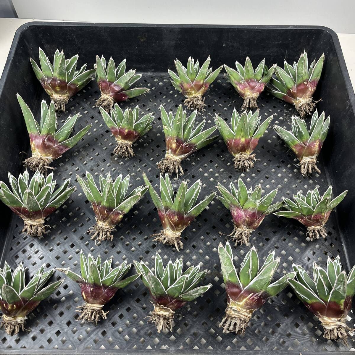 目立った傷や汚れなし】【GAR園藝】C-20 特選 アガベ 多肉植物 笹の雪