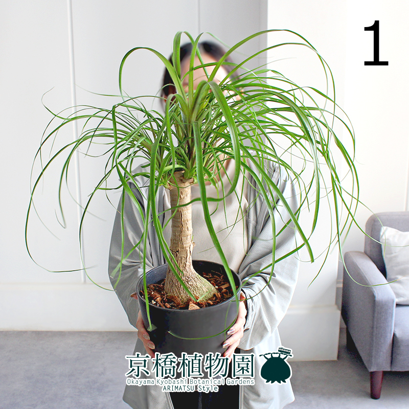 Plant□ノリナ/トックリラン/ポニーテール/観葉植物□根本肥大の大型株