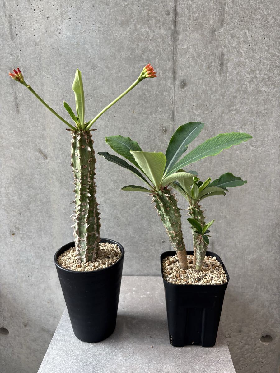新品】Euphorbia viguieri ユーフォルビア ビグエリー 噴火竜の落札