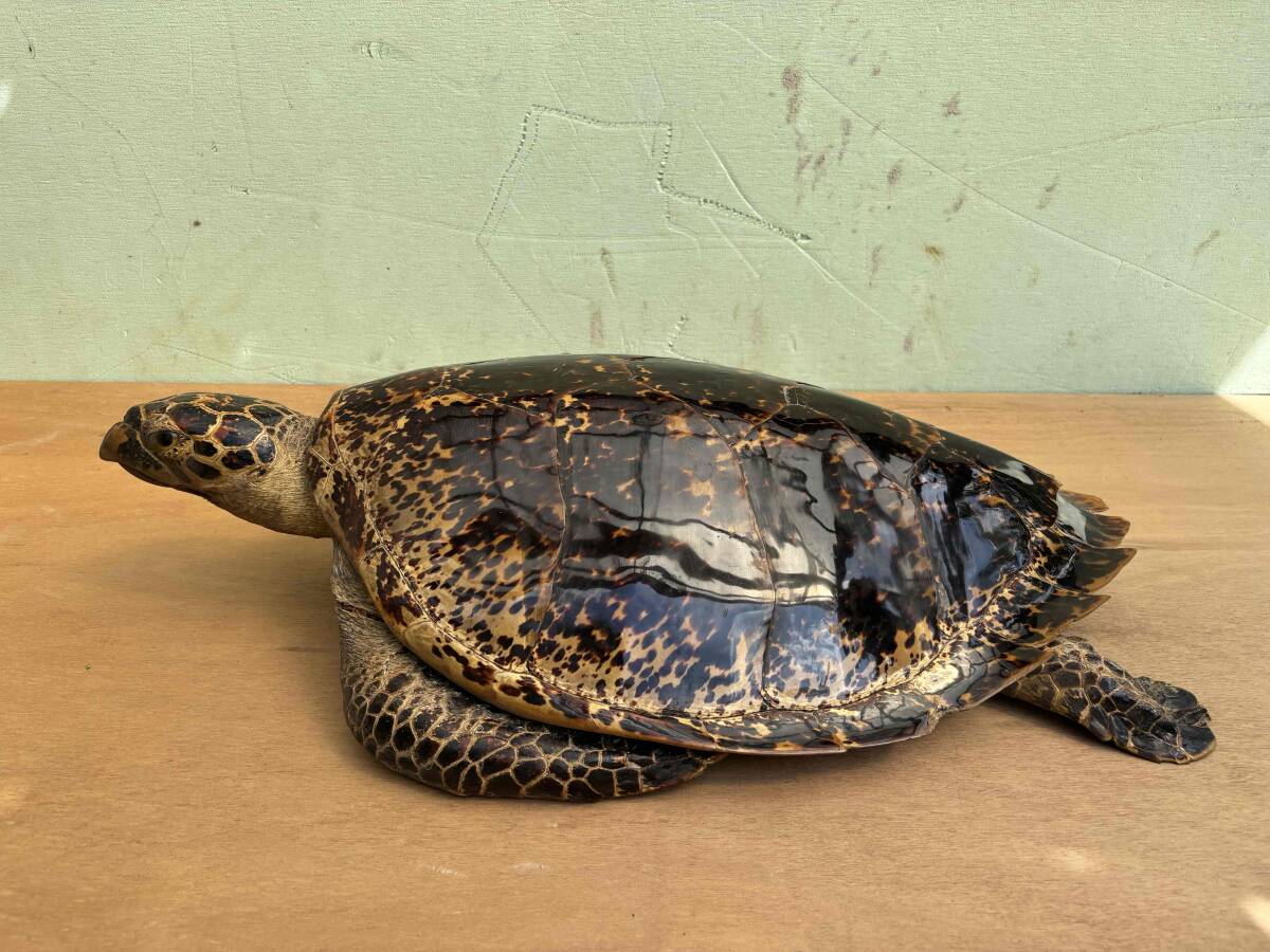 アオウミガメ 剥製 全長約46cm ウミガメ 国際希少野生動植物種登録票