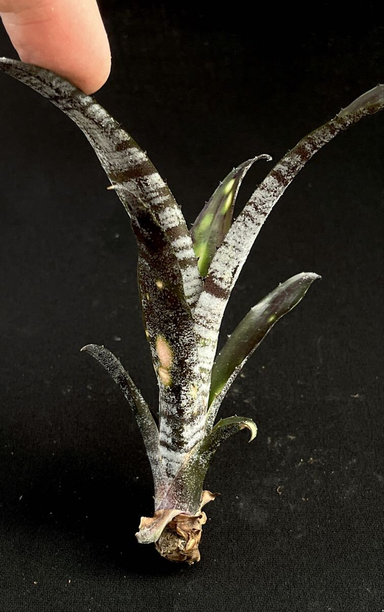 新品】ビルベルギア Billbergia Talbot 'Evita' タルボット エビータ