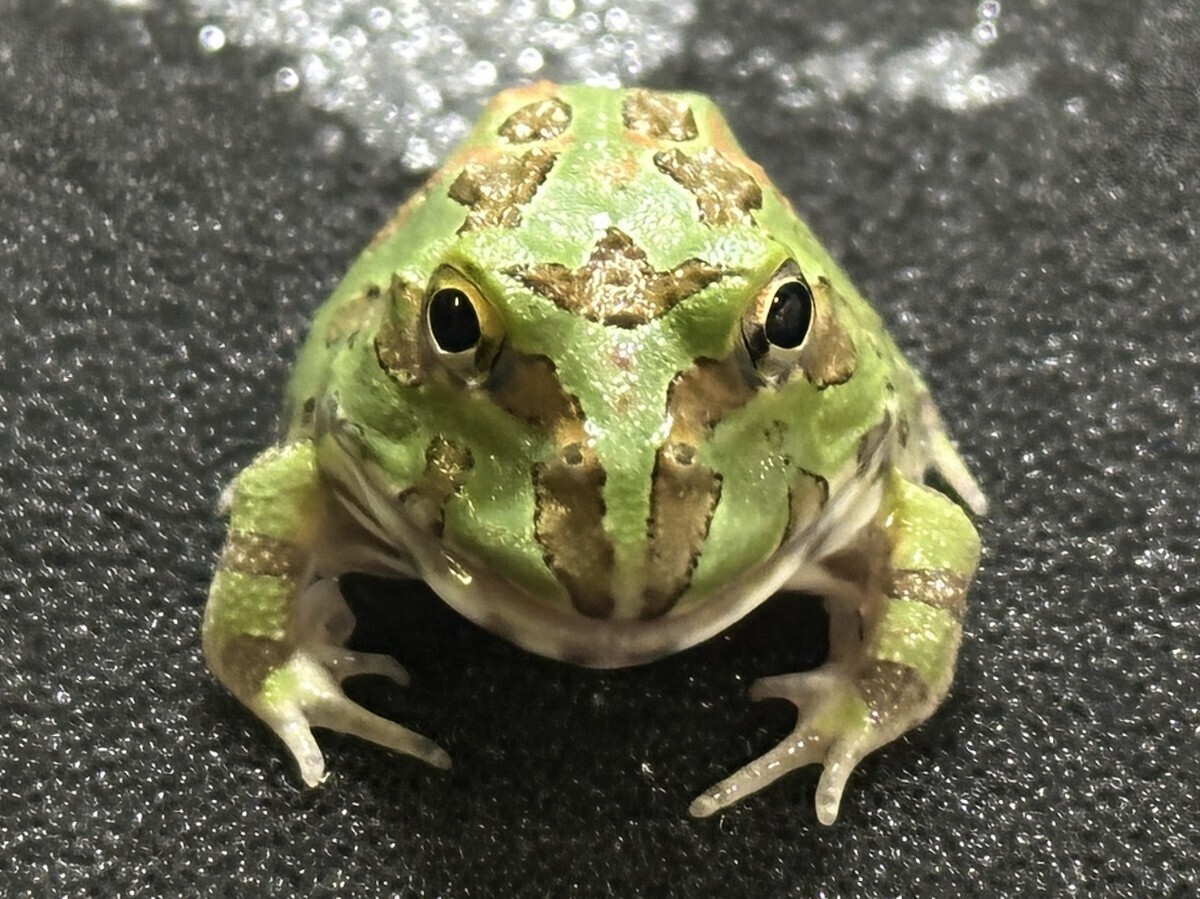 未使用】XXLサイズ!! 23cm アフリカウシガエル オス 飼込 ほぼ最大