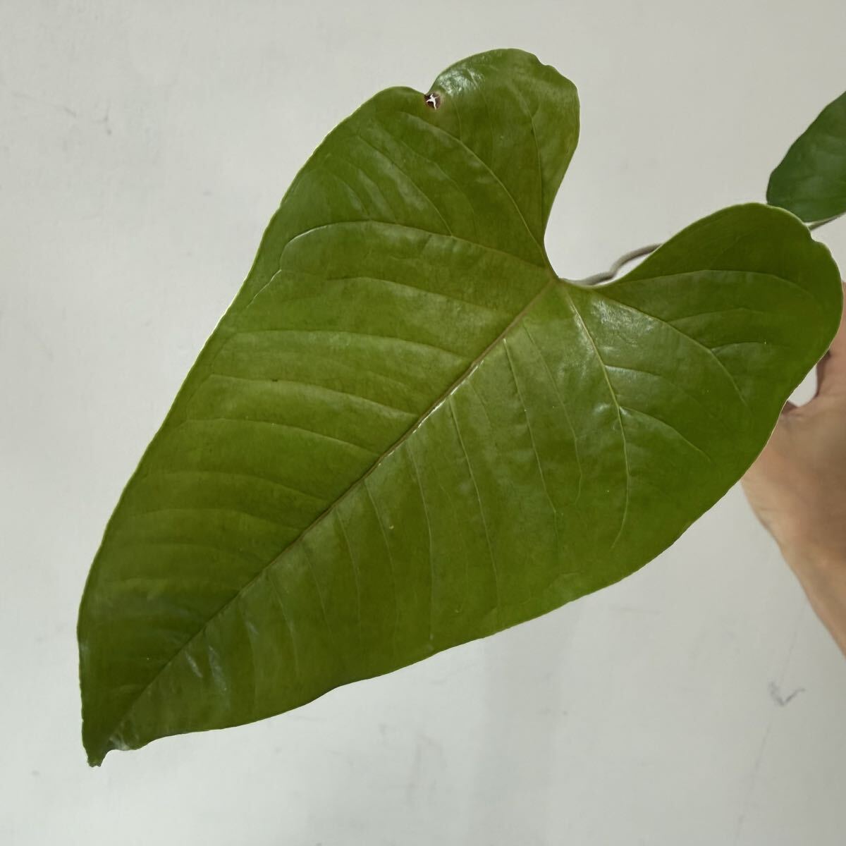 1円スタート】 Anthurium ivanportillae / アンスリウム イヴァン