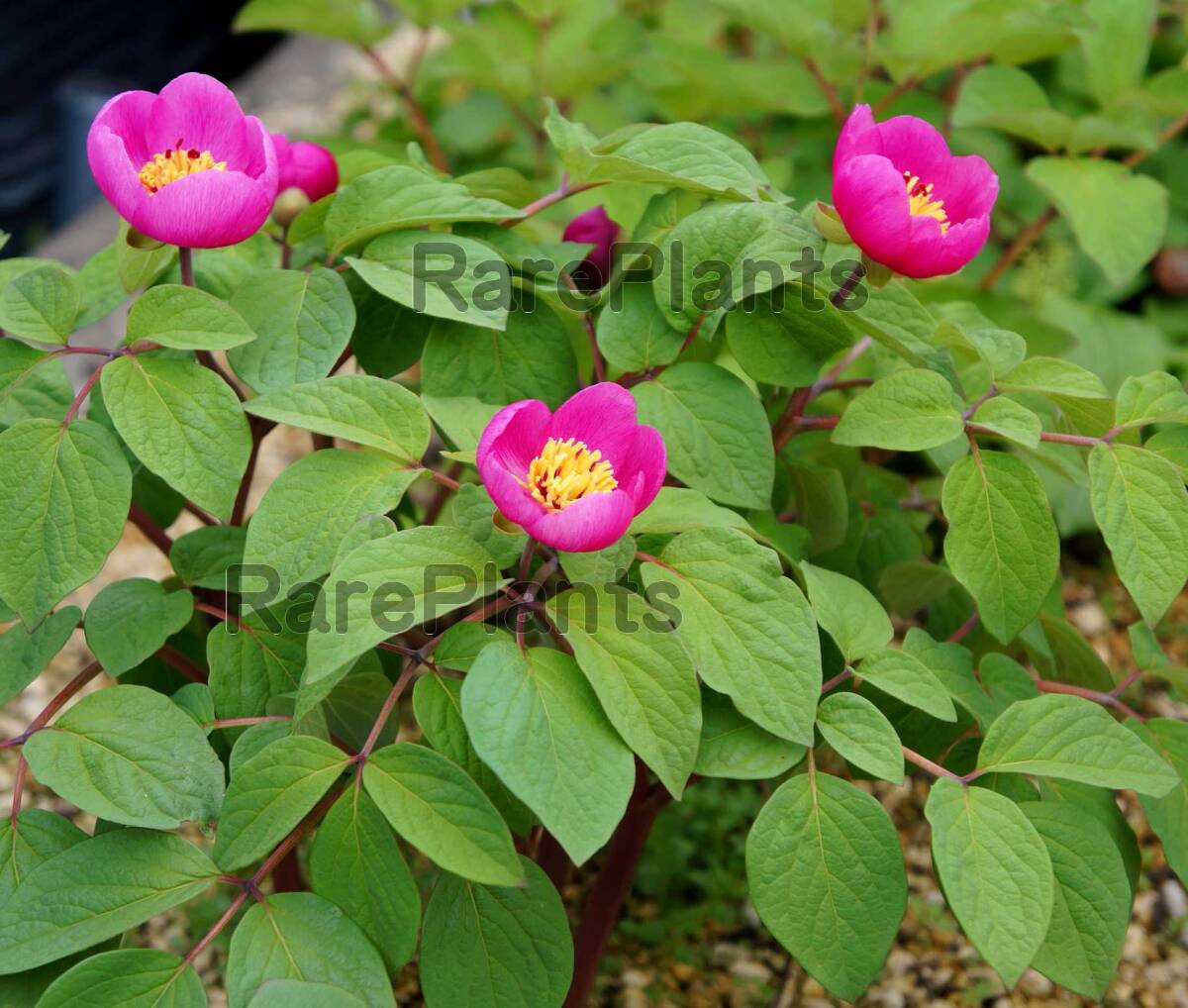 斑入り山野草 野生蘭 シャクヤク ヤマシャクヤク 「山芍薬・紅フクリン
