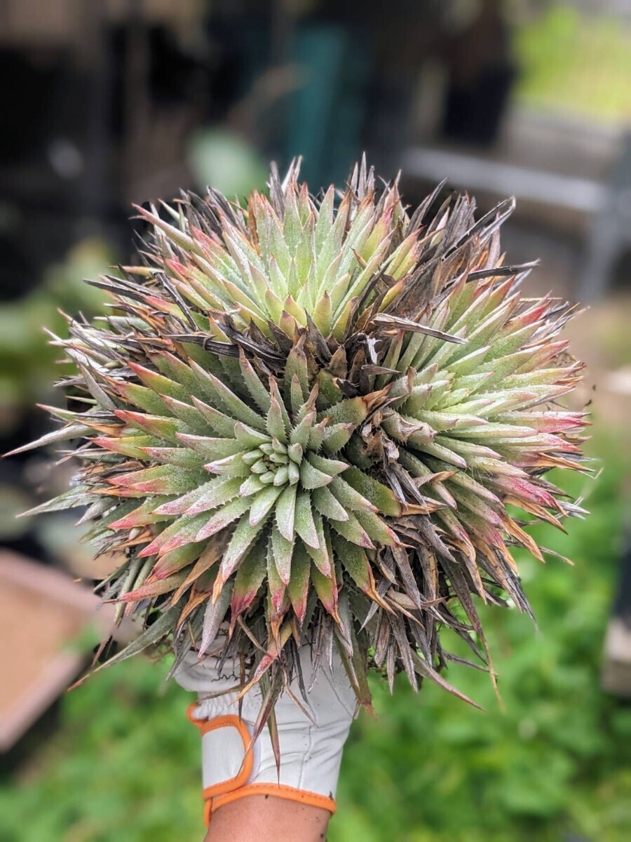 Dyckia hebdingii ディッキア　ヘブディンギー Dyckia hebdingii ディッキア ヘブディンギーの落札情報詳細 - Yahoo