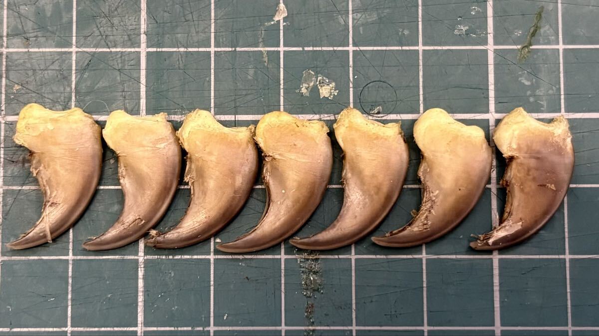 新品】○希少4本セットA○ツキノワグマの爪 毛皮付き 月の輪熊 ベア