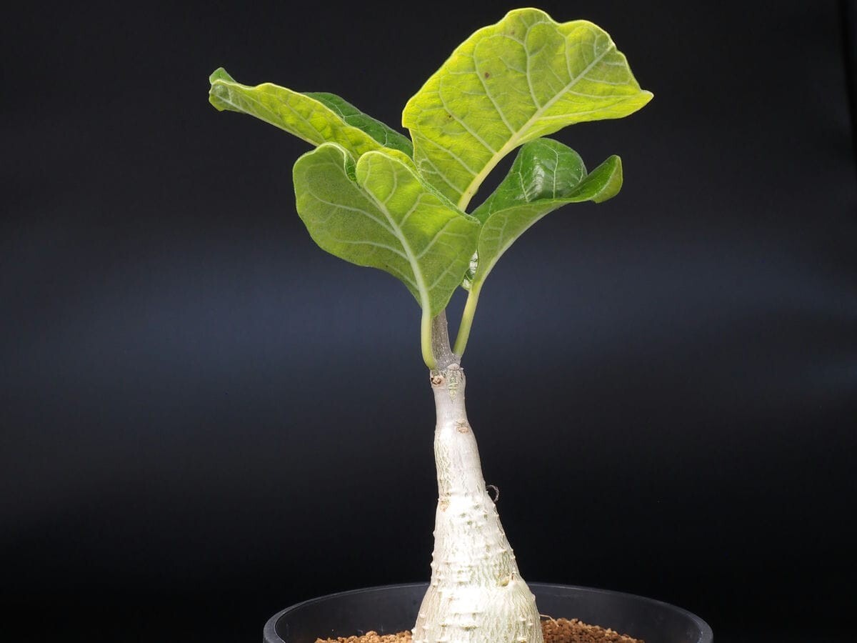 フォッケア ムルチフローラ Fockea multiflora 大株の落札情報詳細