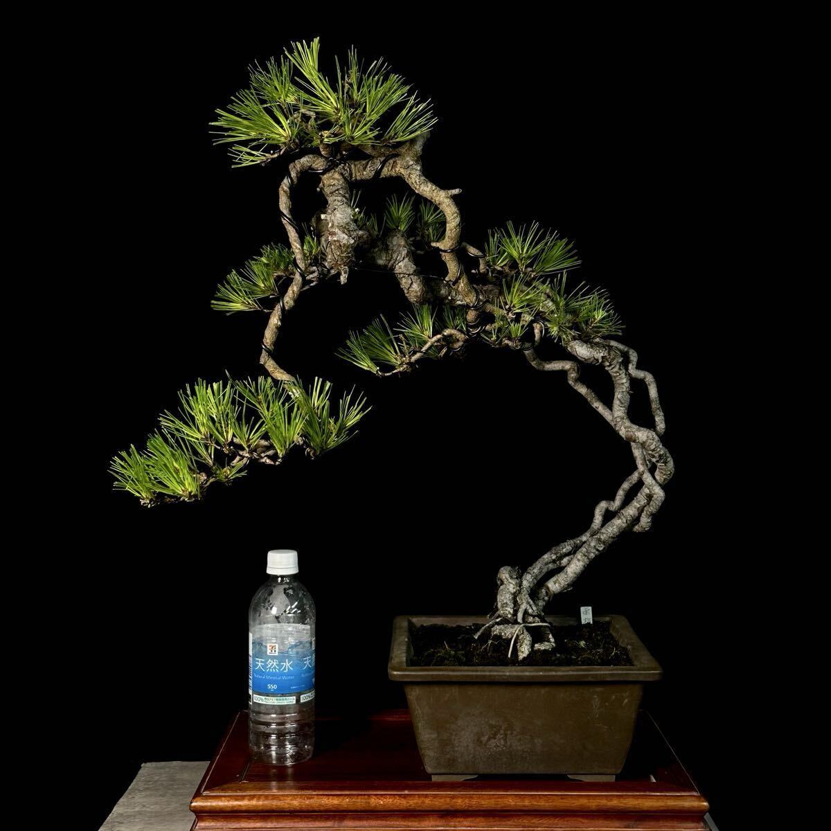 黒松 盆栽 大品盆栽 古木 模様木 文人 松 樹高 新品】「黒松盆栽」山採り極古/文人木(260)の落札情報詳細 - Yahoo