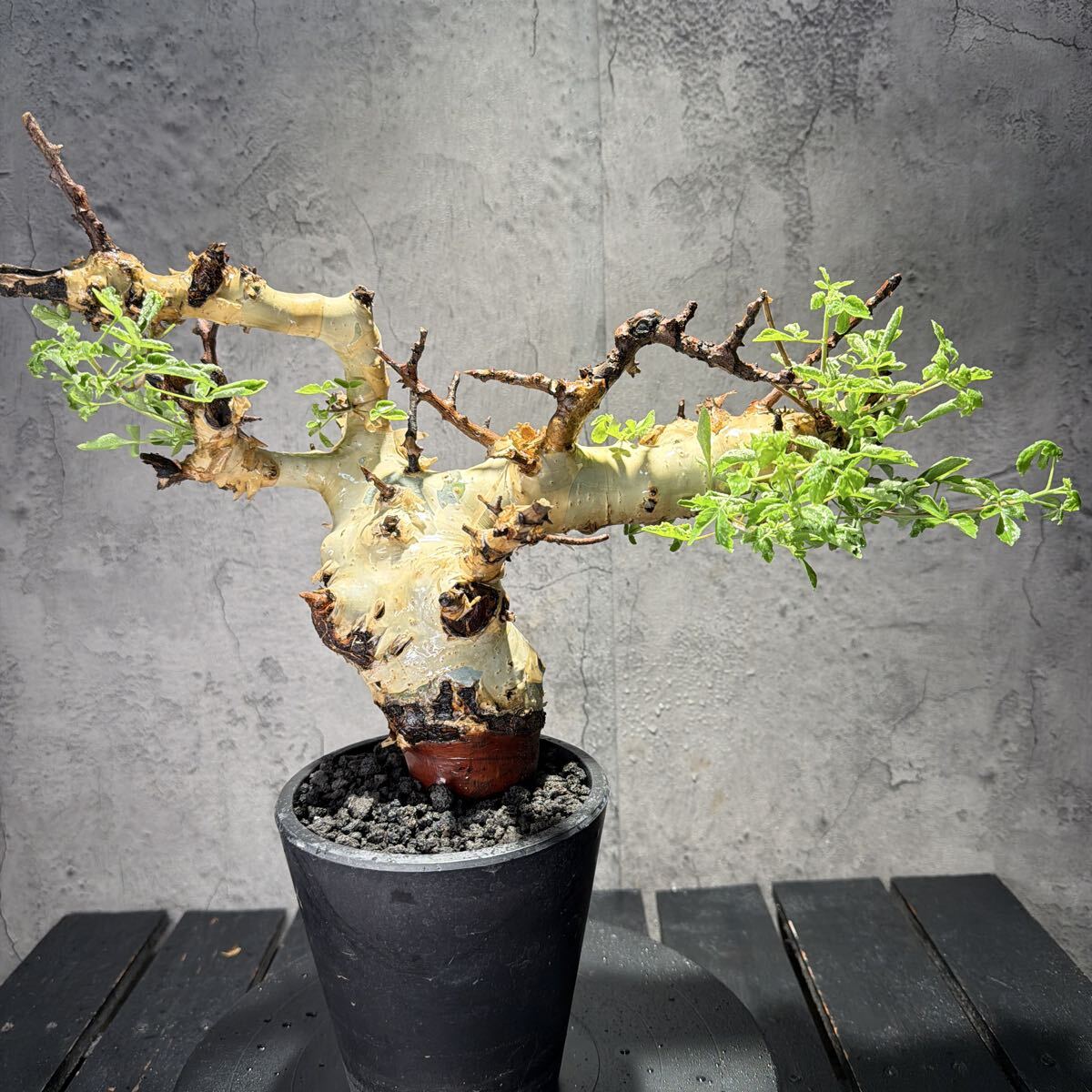 新品】【塊根植物】コミフォラ ゴウレロ1'【発根株・発芽・Commiphora