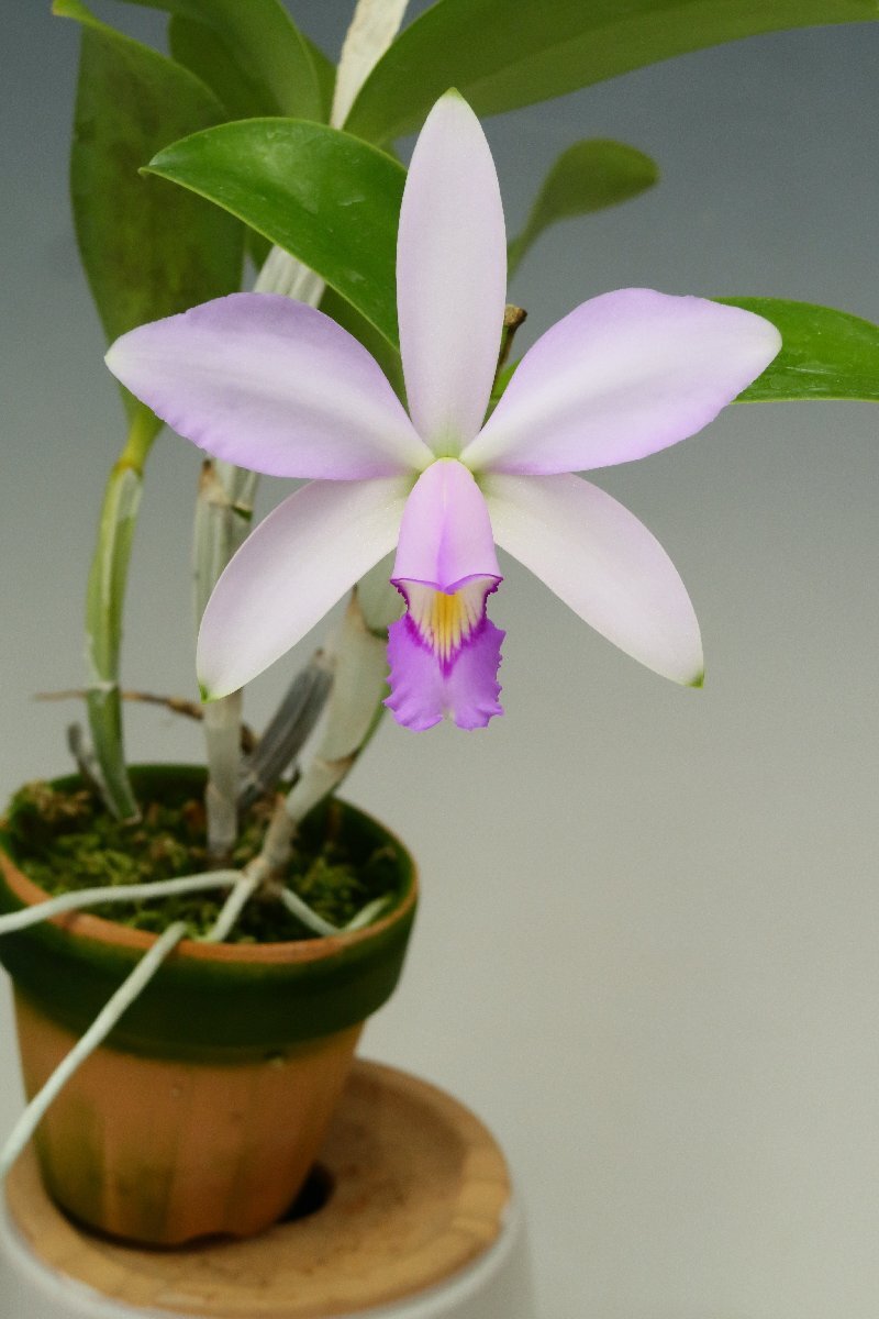 洋蘭 原種 カトレア C. violacea fma. semi-alba 栽培品】洋蘭 原種 カトレア C. violacea x sib.当園オリジナル実生