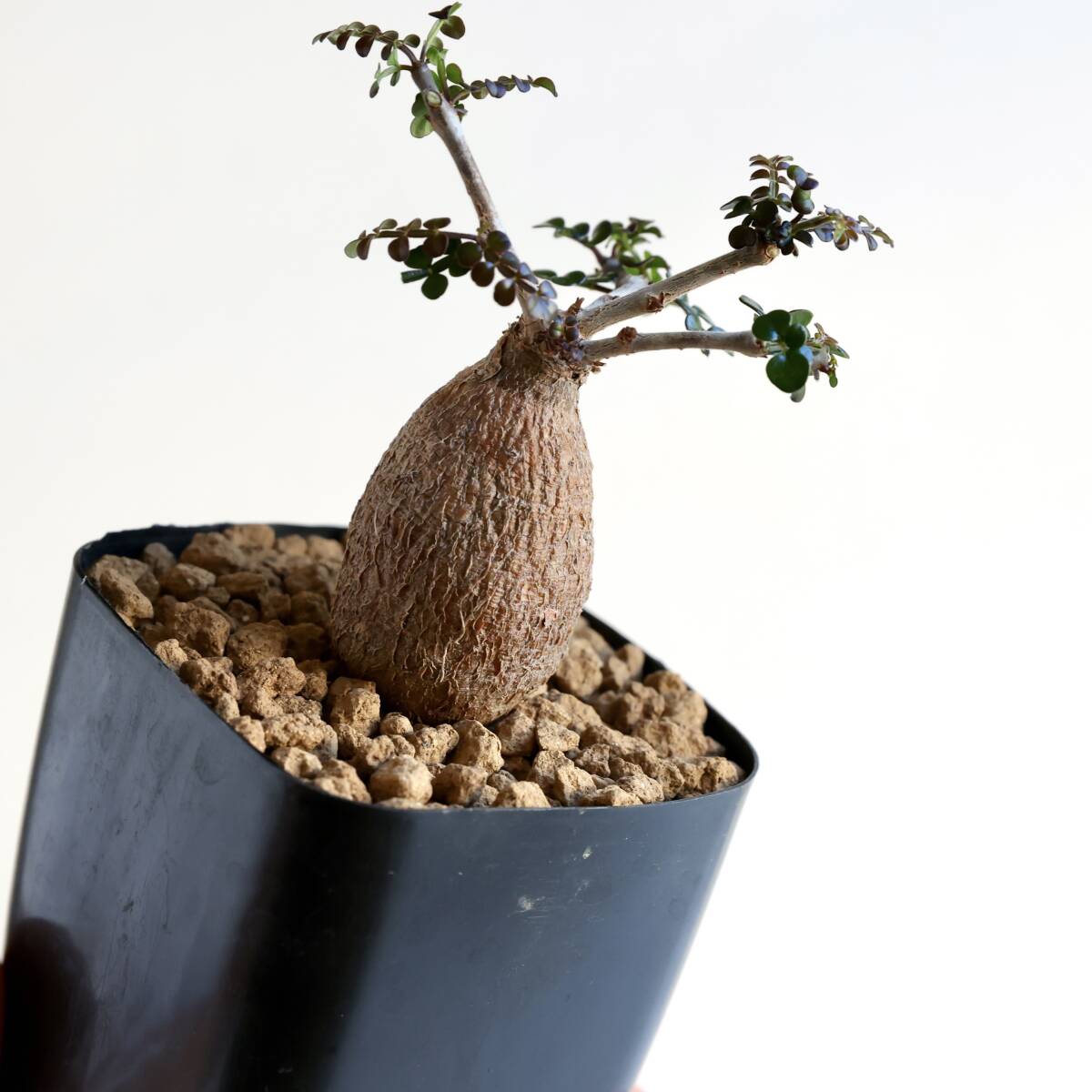 Bonsai tree 盆栽 ワイヤー アート 木 桜 ワイヤー盆栽 一点物