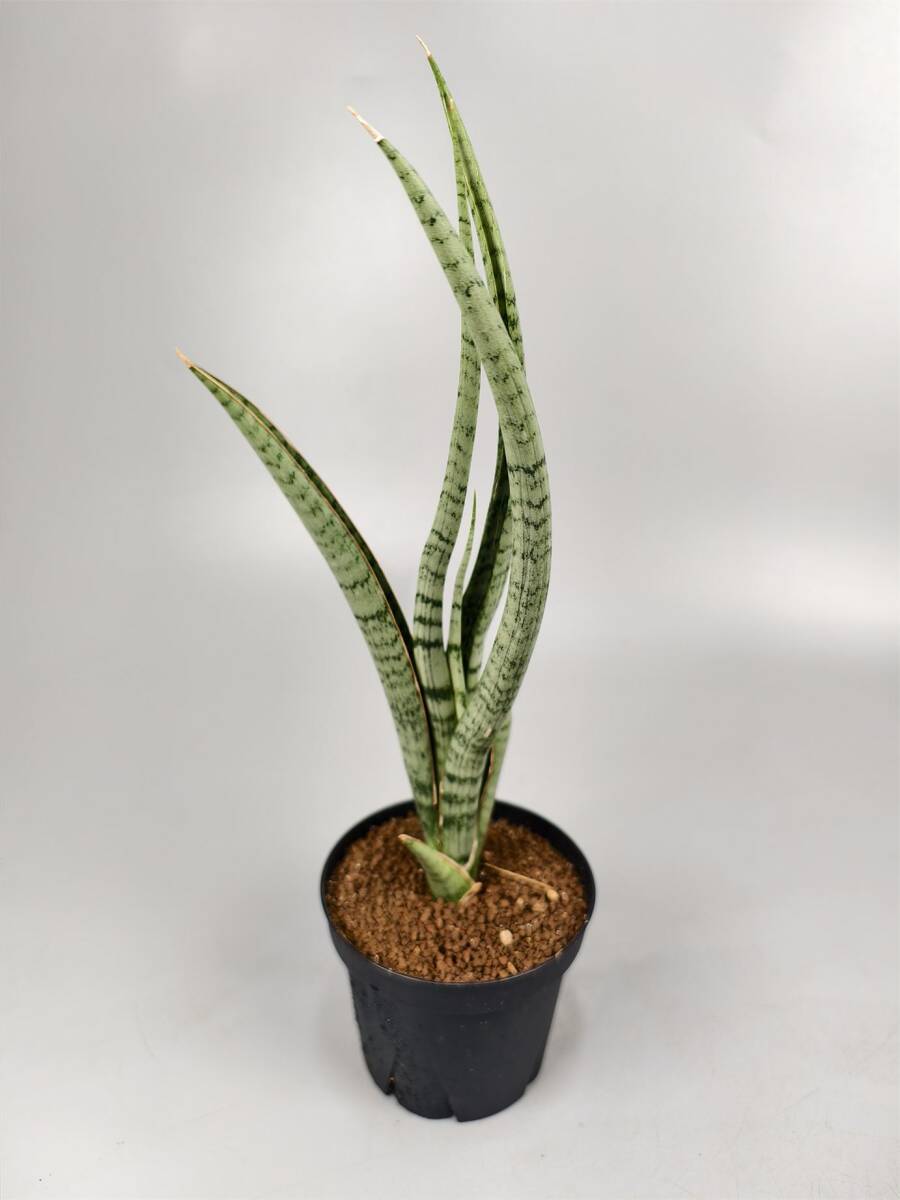 斑入り サンセベリア Tiger Blue サンスベリア Sansevieria サンスベリア】 Sansevieria sp india tiger blue サンセベリア sp