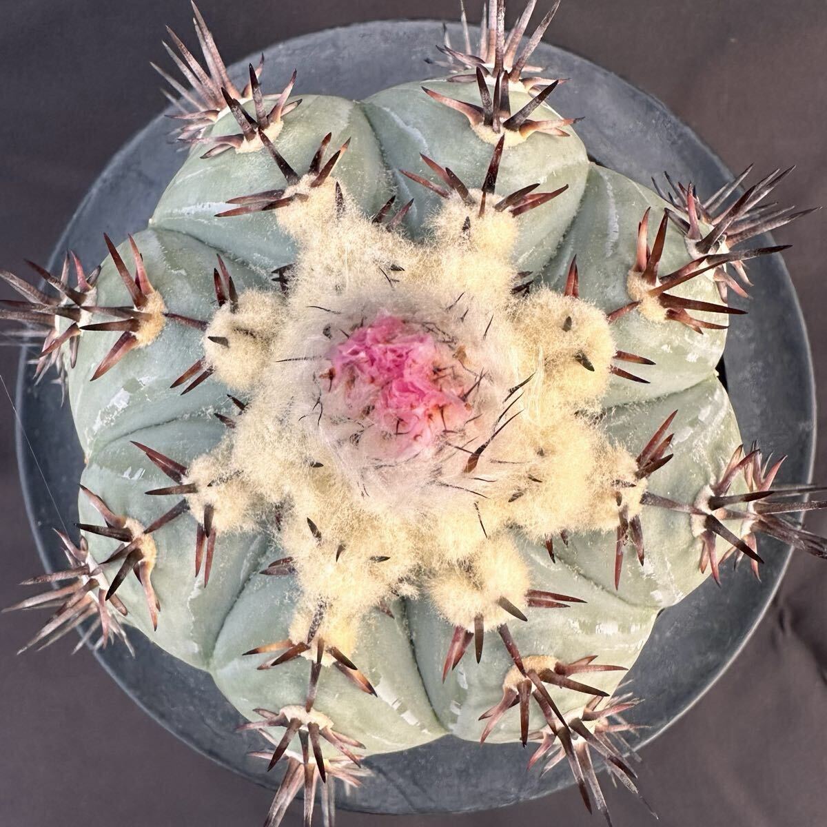 未使用】Echinocactus horizonthalonius エキノカクタス 太平丸 実生