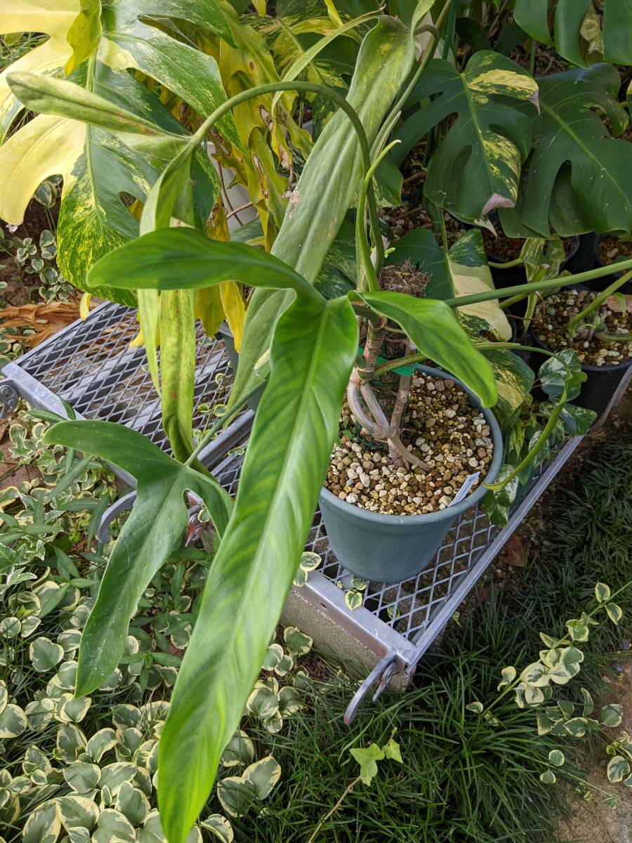 新品】KN フィロデンドロン ホルトニアナム（PHILODENDRON